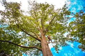 Best Tree Health Inspection  in Metamora, IL