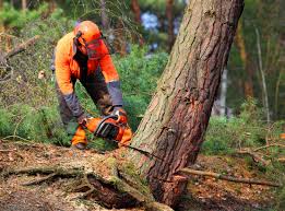 Best Tree Mulching  in Metamora, IL