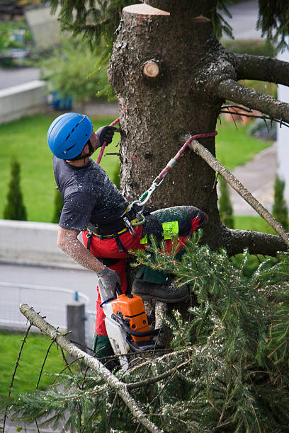 Best Storm Damage Tree Cleanup  in Metamora, IL