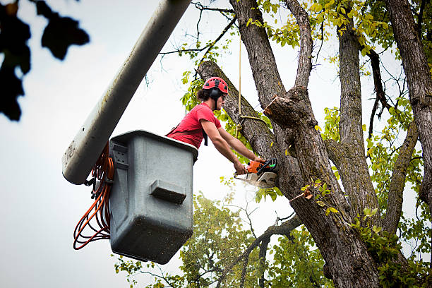 How Our Tree Care Process Works  in  Metamora, IL