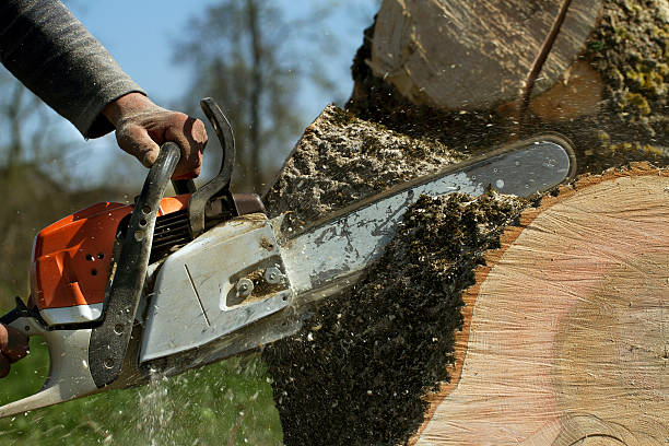 Reliable Metamora, IL Tree Services Solutions